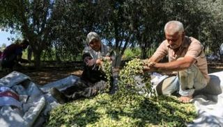 جانب من قطف الزيتون الليبي. (أرشيفية)