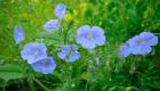 الكتان الصديق للبيئة يغزو عالم الأزياء.. رمز الفخامة الحديثة