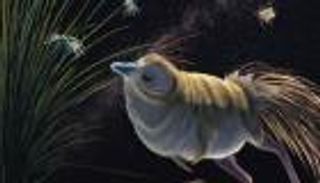 ديناصور بحجم دجاجة.. الكشف عن قدرات "شوفويا" في الصيد الليلي