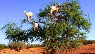 شجرة الأركان تنتشر بشكل واسع في المغرب