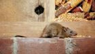 "طاعون الفئران".. طوارئ بأستراليا لإنقاذ المزارعين