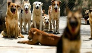 الكلاب بلا مأوى ولا طعام في لبنان