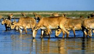 ظباء السايغا