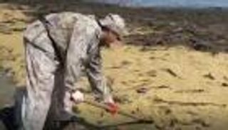 فيديو.. البحر يقذف أطنانا من الكافيار والرنجة في روسيا.. ما السر؟