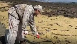 السكان في روسيا ينقلون السمك والكافيار إلى مزارعهم حيث يستخدمونه كأسمدة عضوية