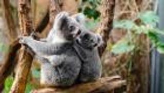 مفاجأة.. الثدييات يمكن أن تتنفس من فتحة الشرج