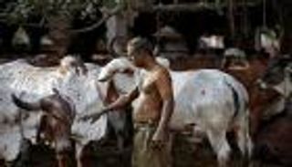 نائبة هندية تشرب بول البقر لحمايتها من كورونا