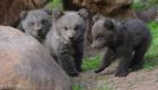 لأول مرة منذ 50 عاماً.. ولادة 3 دببة في جبال "البيرينيه" الفرنسية