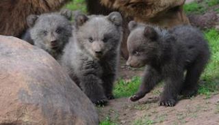 3 صغار دببة - أرشيفية