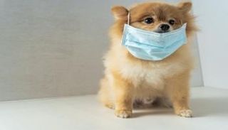 كلب يرتدي كمامة- أرشيفية