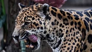 حيوان الجاجوار يهدد الماشية في كولومبيا