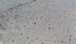 مئات القبور لضحايا كورونا في الهند