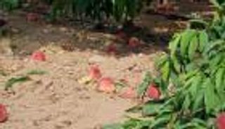 صور.."حارس الأسوار" تدمر محصول "الخوخ" في غزة 