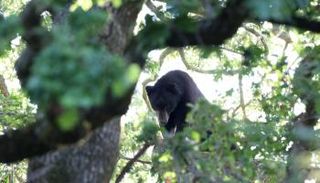 دب شارد يثير الخوف في مونتريال