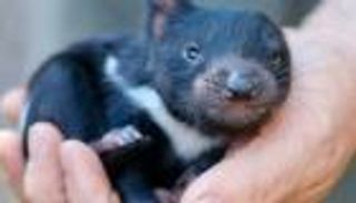 "شيطان تاسمانيا" يعود إلى أستراليا بعد غياب 3 آلاف سنة