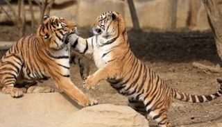 النمران قتلا حارسا كان يطعمهما- أرشيفية