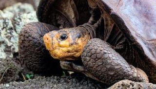 السلحفاة العملاقة كان يعتقد أنها انقرضت منذ 100 عام