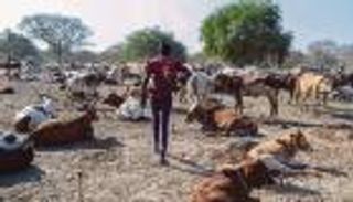 10 قتلى.. "حروب" رعاة البقر تشعل جنوب السودان