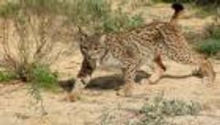 ارتفاع أعداد الوشق الأيبيري المهدد بالانقراض 10 مرات