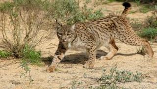 حيوان الوشق الأيبيري- أرشيفية