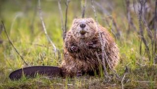 حيوان القندس- أرشيفية