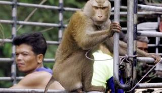 السلطات عثرت على 18 قردا نافقا