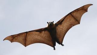 خفاش (أرشيفية)