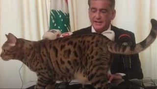 القطة فوق المنصة بالمؤتمر الصحفي