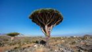 شهادات أهالي سقطرى.. "دم الأخوين" يفسد حملات الإخوان ضد الإمارات