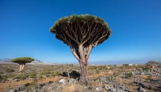 الشجرة الأيقونة في سقطرى