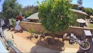 فتاة شجاعة تطرد دباً هاجم كلابها