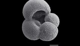 أصداف أحفورية تحمل بصمة الكربون من ملايين السنين