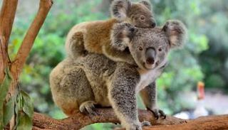 حيوانات الكوالا