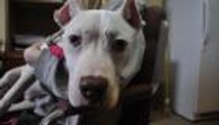 سر قطع آذان وذيول الكلاب في إيطاليا