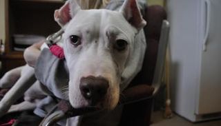 الهدف من هذه الممارسة جعل الكلاب تبدو أكثر عدوانية