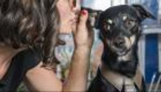 دراسة تكشف أسرار تواصل الكلاب مع البشر