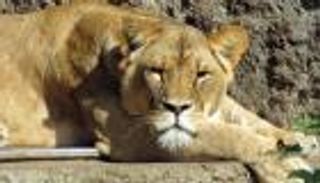 أحدث ضحايا كورونا في الهند.. اللبؤة "نيلا"