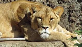 نيلا كانت تبلغ من العمر 9 سنوات - صورة تعبيرية