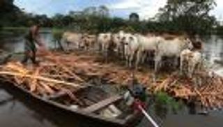 بالصور.. فيضانات غير مسبوقة تجتاح الأمازون في البرازيل