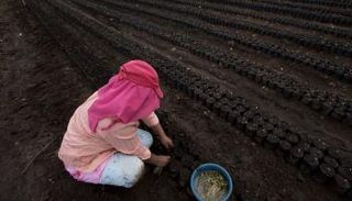 بعد المناخ.. سلامة الغذاء على سلم أولويات بقاء البشرية