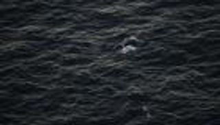 وقع في أزمة.. تصرف غريب من حوت تجاه الشرطة