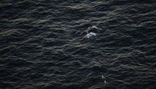 الشرطة الأسترالية تحرر حوتا صغيرا من شباك صيد