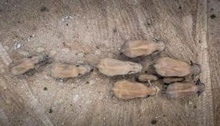 قطيع الفيلة المهاجر الذي نشر الذعر في الصين