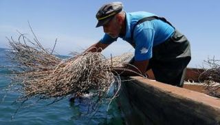 عضو في جمعية 