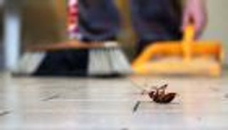 6 مواد طبيعية لإبعاد الصراصير عن المنزل والمطبخ