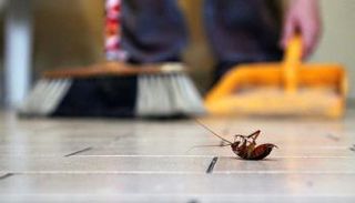 القضاء على الصراصير بالمواد الطبيعية