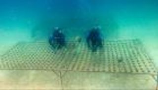 أبوظبي تدشن أكبر مشروع في المنطقة لإعادة تأهيل الشعاب المرجانية 