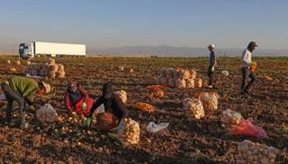 مزارعون يتلقطون المحصول شمال العراق- الفرنسية