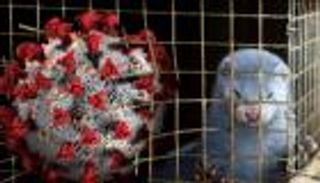 كورونا يضرب 400 مزرعة للمنك في أوروبا