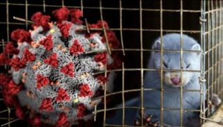 كورونا يضرب مزارع المنك في الاتحاد الأوروبي